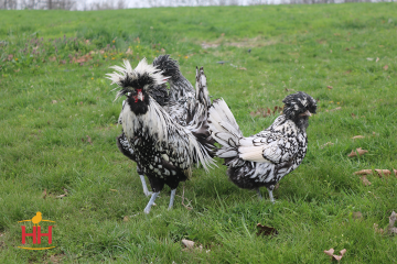 Chicken, Polish 'Silver'