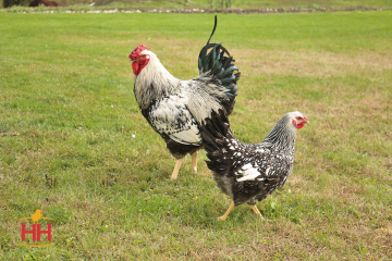 Chicken, Wyandotte 'Silver Laced'