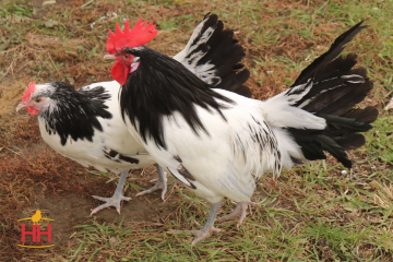 Chicken, Lakenvelder 'Silver'