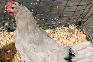 Chicken, Smokey Pearl™
