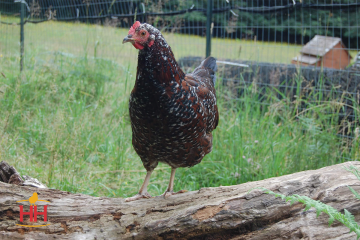 Chicken, Sussex 'Speckled'