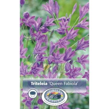 Triteleia, Triplet Lily 'Queen Fabiola'