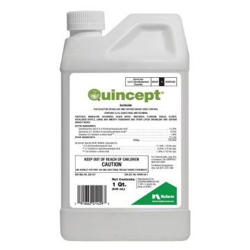 Monterey Quincept, 1 Quart