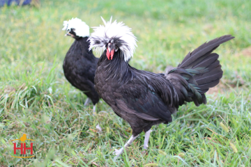Chicken, Polish 'White Crested Black'