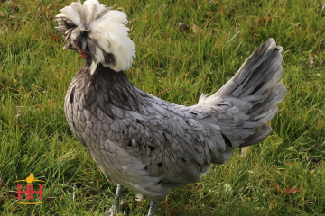Chicken, Polish 'White Crested Blue'
