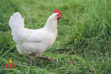 Chicken, Jersey Giant 'White'