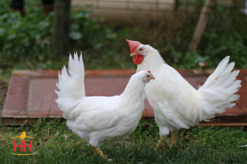 Chicken, Leghorn 'White'