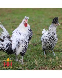 Chicken, Spitzenhaben 'Appenzeller'