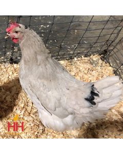 Chicken, Smokey Pearl™