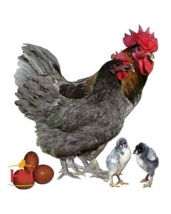 Chicken, Maran 'French Blue Copper'