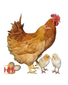 Chicken, Plymouth Rock 'Buff'