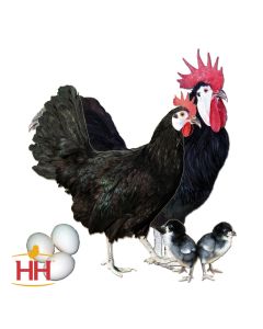 Chicken, White Faced Black Spanish