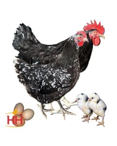 Chicken, Java 'Mottled'