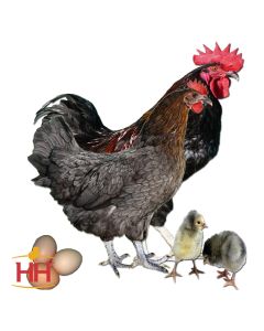 Chicken, Production Blue