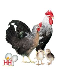 Chicken, Leghorn 'Silver'