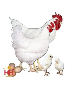 Chicken, Plymouth Rock 'White'