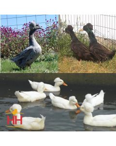 Duck Assorted Crested