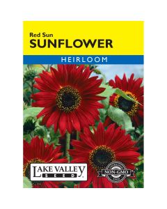 Helianthus, Red Sunflower 'Red Sun' Heirloom