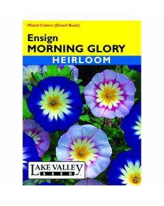 Convolvulus, Morning Glory Mix 'Ensign' Heirloom
