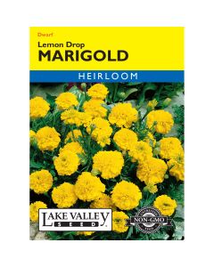 Tagetes, French Marigold 'Lemon Drop' Heirloom