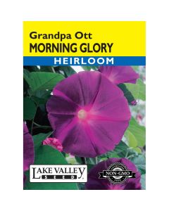 Ipomoea, Morning Glory 'Grandpa Ott' Heirloom
