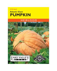 Cucurbita, Giant Pumpkin 'Atlantic Giant' Heirloom