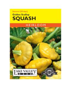 Cucurbita, Pattypan 'Golden Scallop' Heirloom