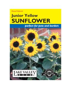Helianthus, Dwarf Sunflower 'Junior' Yellow Hybrid (Pollenless)