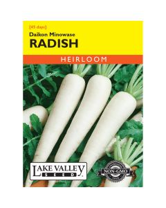 Raphanus, Daikon Radish 'Minowase' Heirloom