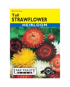 Bracteatum, Strawflower Heirloom Mix