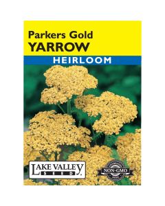 Achillea, Yarrow 'Parkers Gold' Heirloom