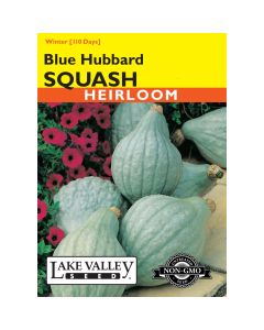 Cucurbita, Hardy Winter Squash 'Blue Hubbard' Heirloom