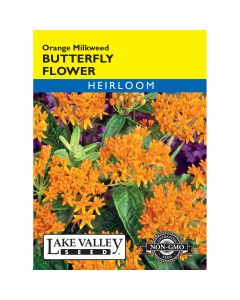 Asclepias, Butterfly Flower 'Orange Milkweed' Heirloom