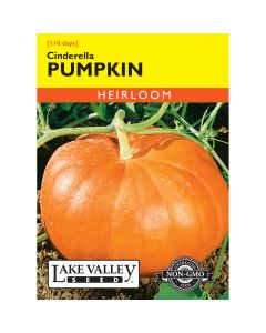 Cucurbita, French Pumpkin 'Cinderella' Heirloom