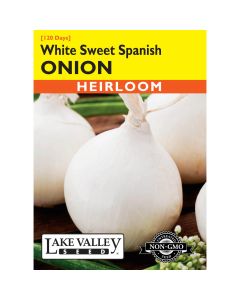 Allium, White Onion (Long Day) 'Sweet Spanish' Heirloom