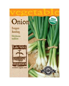 Allium, Scallion Onion 'Evergreen Bunching' Organic Heirloom