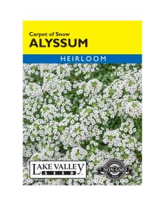 Lobularia, Alussum 'Carpet of Snow' Heirloom
