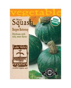 Cucurbita, Hardy Winter Squash 'Burgess Buttercup' Organic Heirloom