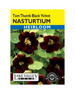 Tropaeolum, Dwarf Nasturtium 'Tom Thumb Black Velvet' Heirloom