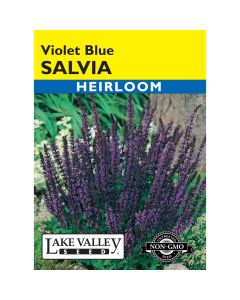 Salvia, Woodland Sage 'Violet Blue' Heirloom