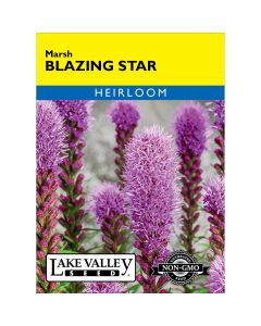 Liatris, Dence Blazingstar 'Marsh' Heirloom