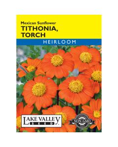 Tithonia, Mexican Sunflower 'Torch' Heirloom
