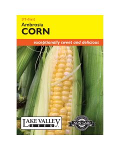 Zea, Sweet Corn (Early) 'Sweet Ambrosia'