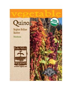 Chenopodium, Quinoa Mix 'Brightest Brilliant Rainbow' Organic