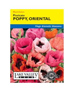 Papaver, Oriental Poppy Mix 'Pizzicato' 
