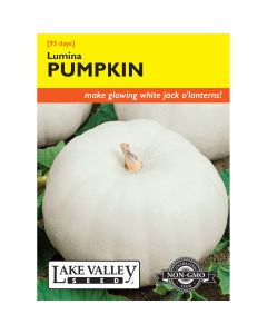 Cucurbita, Carving Pumpkin 'Lumina'