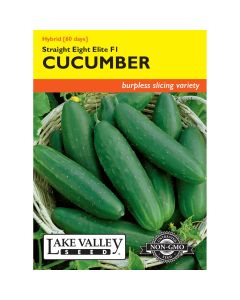 Cucumis, Cucumber Burpless 'Straight Eight Elite' Hybrid