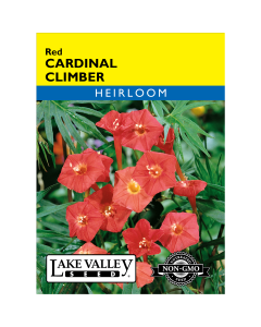 Ipomoea, Cardinal Climber 'Red' Heirloom