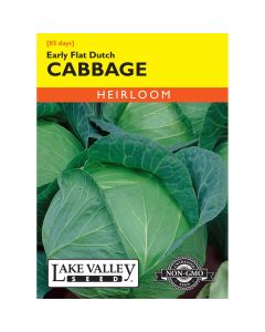 Brassica, Cabbage 'Early Flat Dutch' Heirloom