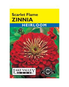 Zinnia 'Scarlet Flame' Heirloom